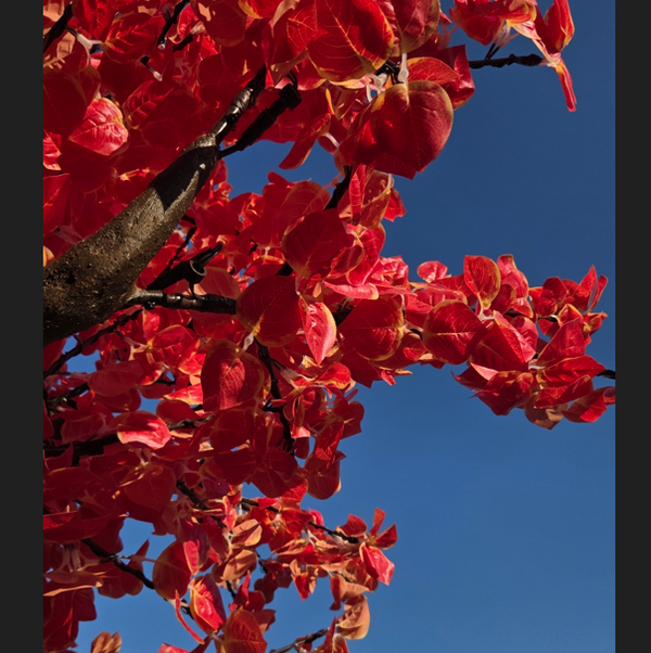Close-up of bright red leaves on tree branches against a clear blue sky.