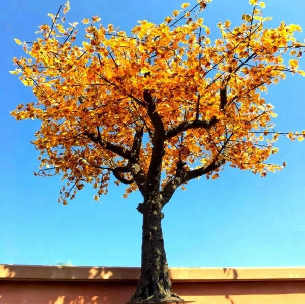 Maple LED Tree 11.5ft\ 3.5m dia 12.0ft. 2496leds Warm
