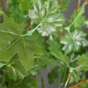 9ft tall LED Tree with Warm White Light and Green Maple Leaf