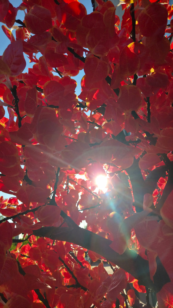 Close-up view of vibrant red autumn leaves on a tree, with bright sunlight shining through the foliage and blue sky visible in the gaps.