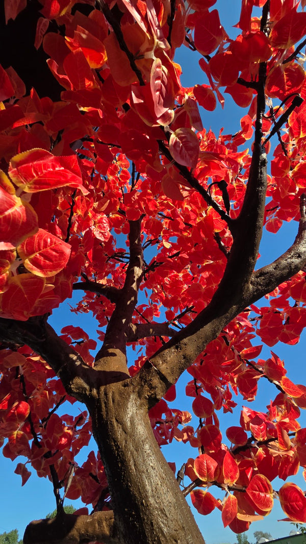 A close-up view of a tree with bright red autumn leaves and dark brown branches against a clear blue sky.