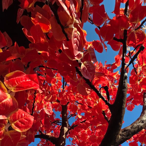 A close-up view of a tree with bright red autumn leaves and dark brown branches against a clear blue sky.