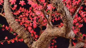 Cherry Blossom LED Tree: Pink vs. Purple Glow – Which is Right for You?