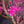Close-up of a pink artificial flower with blurred tree branches in the background
