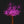 Cherry Blossom LED Tree 11.5ft. dia 12.0ft. 2496leds Pink