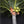 Load image into Gallery viewer, LED Coconut Tree 3.0m/10.0 ft
