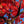 A close-up view of a tree with bright red autumn leaves and dark brown branches against a clear blue sky.
