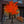 An artificial decorative tree with bright orange and red leaf-shaped lights glowing on a paved outdoor area in front of a building. A white step ladder stands to the left, and the tree is plugged in from a cord on the ground.