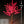 LED Cherry Blossom Tree outdoor/indoor use 6ft
