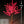 LED trees for garden outdoor/indoor use 6ft/1.8м 648leds 8 Color