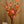 LED branchs Pink Peach blossom  Badside lamp\ Table lamp