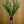 LED branches Flower lamp.  ( green  leaves and transparent flower)