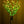 LED branches Flower lamp.  ( green  leaves and transparent flower)