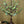 Tree Light Lamp , Lighting Tree Led White Blooming Peach  Night light